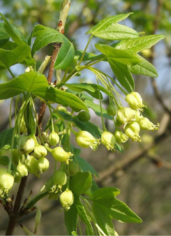 erable-de-montpellier-acer-monspessulanum-1.jpg