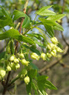 erable-de-montpellier-acer-monspessulanum-1.jpg