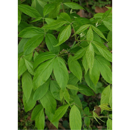 ACER negundo ACER negundo