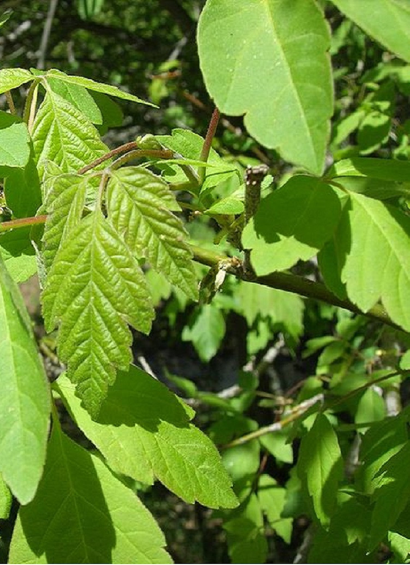 ACER negundo (Érable à feuilles de frêne) — free download