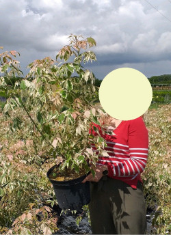 ACER negundo FLAMINGO En pot de 10-12 litres buisson hauteur 080-100 cm