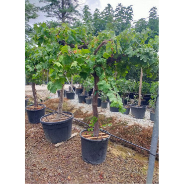 VIGNE DE TABLE En pot forme tige avec un vieux tronc