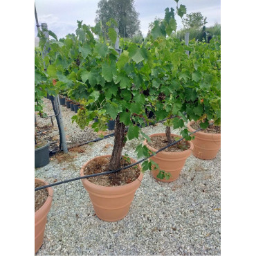 VIGNE DE TABLE
