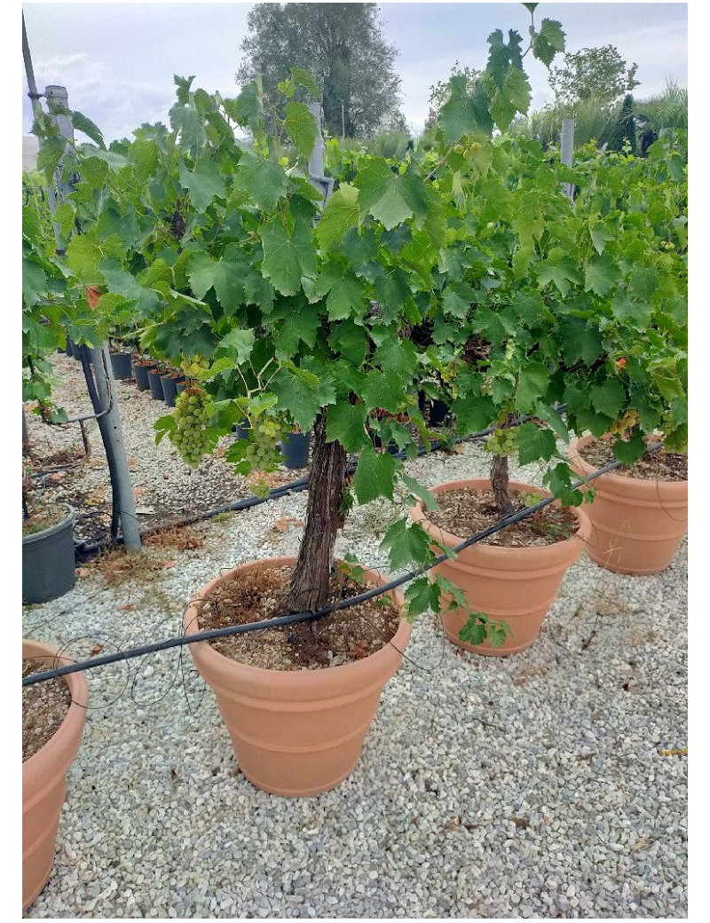 VIGNE DE TABLE