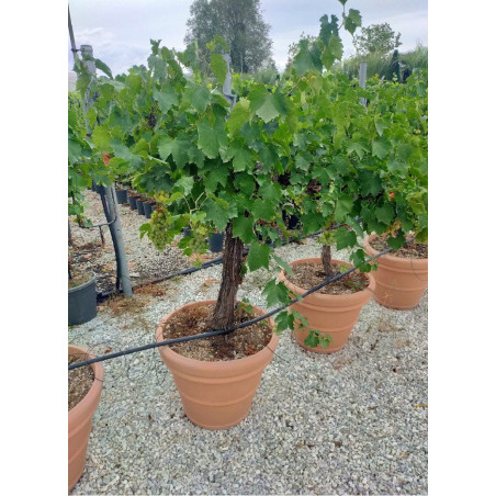 VIGNE DE TABLE