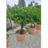 VIGNE DE TABLE
