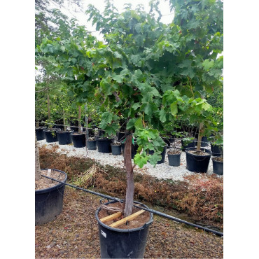 VIGNE DE TABLE En pot forme tige avec un vieux tronc