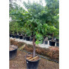 VIGNE DE TABLE En pot forme tige avec un vieux tronc