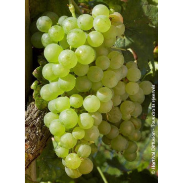 VIGNE DE TABLE