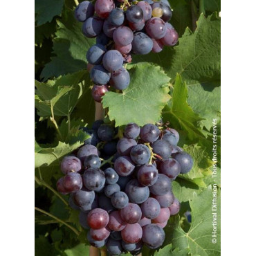 VIGNE DE TABLE