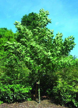 ACER rufinerve