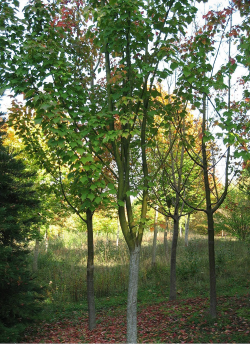 ACER rufinerve
