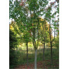 ACER rufinerve