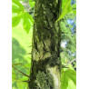KALOPANAX septemlobus MAXIMOWICZII