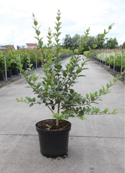CHIONANTHUS retusus En pot de 15-20 litres buisson hauteur 080-100 cm
