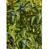 CHIONANTHUS retusus
