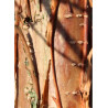 CHIONANTHUS retusus