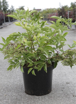 SAMBUCUS nigra En pot de 10-12 litres