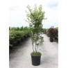 ACER palmatum En pot de 25-30 litres buisson hauteur 150-175 cm