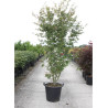ACER palmatum En pot de 35-50 litres buisson hauteur 175-200 cm