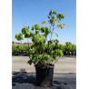 AESCULUS parviflora En pot de 30-35 litres buisson hauteur 100-125 cm