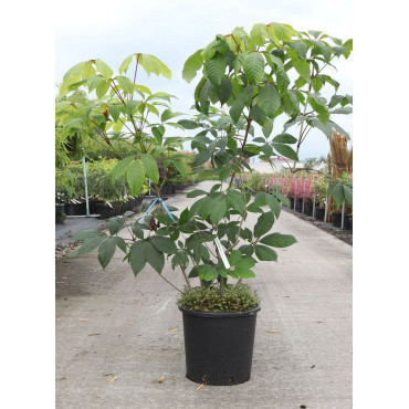 AESCULUS parviflora En pot de 15-20 litres buisson hauteur 080-100 cm