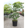 AESCULUS parviflora En pot de 15-20 litres buisson hauteur 080-100 cm