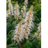 AESCULUS parviflora