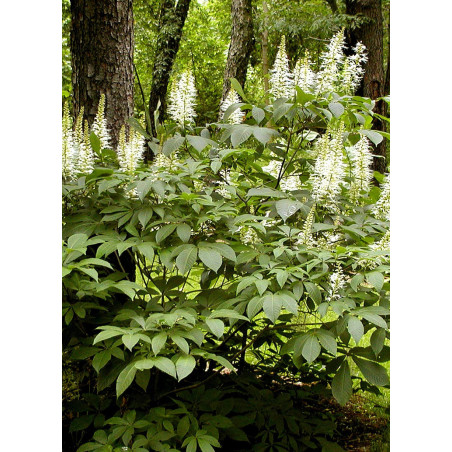 AESCULUS parviflora AESCULUS parviflora