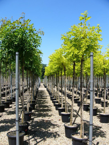 ROBINIA margaretta CASQUE ROUGE (Faux acacia ou Robinier)