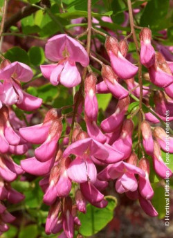 ROBINIA margaretta CASQUE ROUGE
