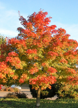 erable-freeman-pacific-sunset-acer-freemanii-pacific-sunset.jpg