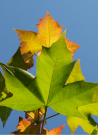erable-freeman-pacific-sunset-acer-freemanii-pacific-sunset-1.jpg