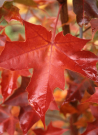 erable-freeman-pacific-sunset-acer-freemanii-pacific-sunset-2.jpg