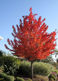 ACER rubrum