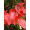ACER rubrum