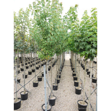 ACER rubrum En pot de 35-50 litres tige hauteur du tronc 190-210 cm circonférence du tronc 12-14 cm