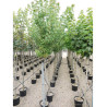 ACER rubrum En pot de 35-50 litres tige hauteur du tronc 190-210 cm circonférence du tronc 12-14 cm