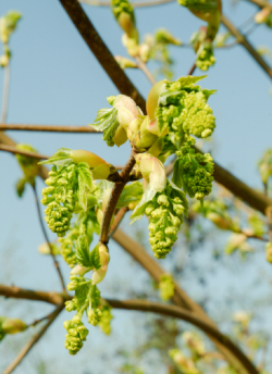 ACER pseudoplatanus