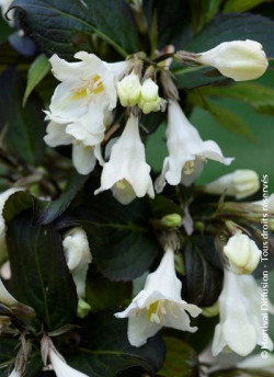 weigelia-ebony-&-ivory-weigela-ebony-&-ivory.jpg