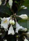 weigelia-ebony-&-ivory-weigela-ebony-&-ivory-1.jpg
