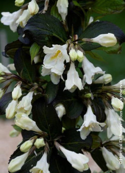 weigelia-ebony-&-ivory-weigela-ebony-&-ivory-2.jpg
