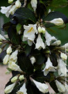 weigelia-ebony-&-ivory-weigela-ebony-&-ivory-2.jpg
