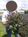 weigelia-ebony-&-ivory-weigela-ebony-&-ivory-3.jpg