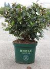 weigelia-ebony-&-ivory-weigela-ebony-&-ivory-4.jpg