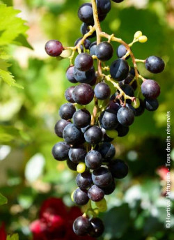 VIGNE DE TABLE MUSCAT BLEU