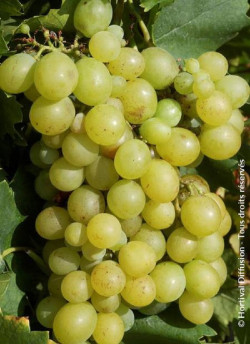 VIGNE DE TABLE DATTIER DE BEYROUTH