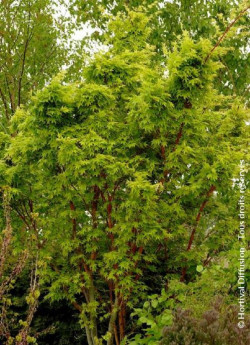erable-du-japon-a-bois-corail-sangokaku-acer-palmatum-sangokaku-4.jpg