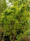 ACER palmatum SENKAKI ou SANGOKAKU