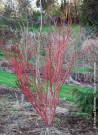 erable-du-japon-a-bois-corail-sangokaku-acer-palmatum-sangokaku-1.jpg